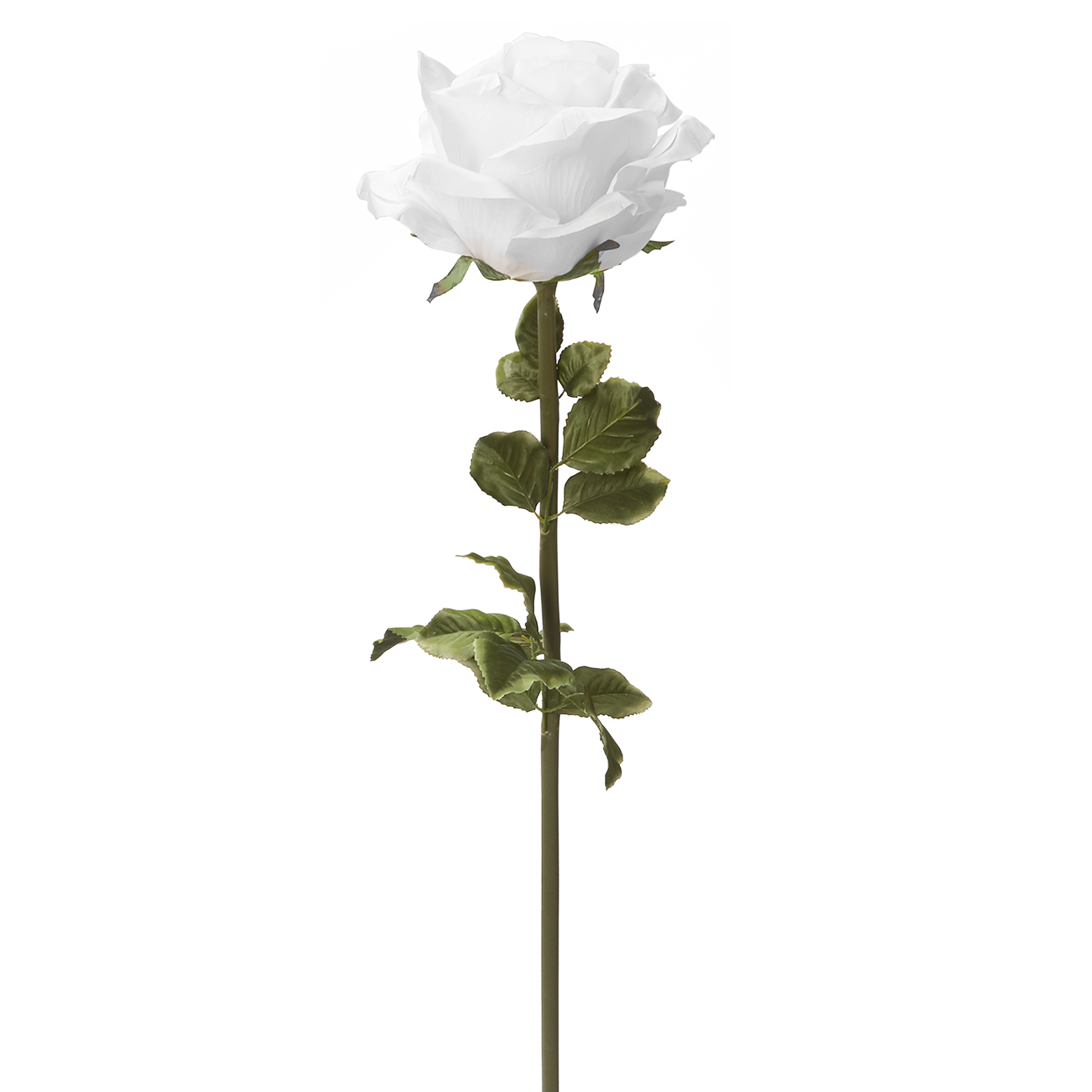 Jumbo Rose 42½" - White