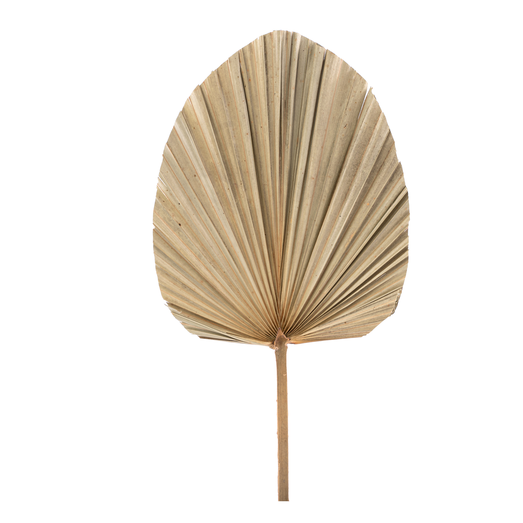 Dried Fan Palm Leaf - 19"