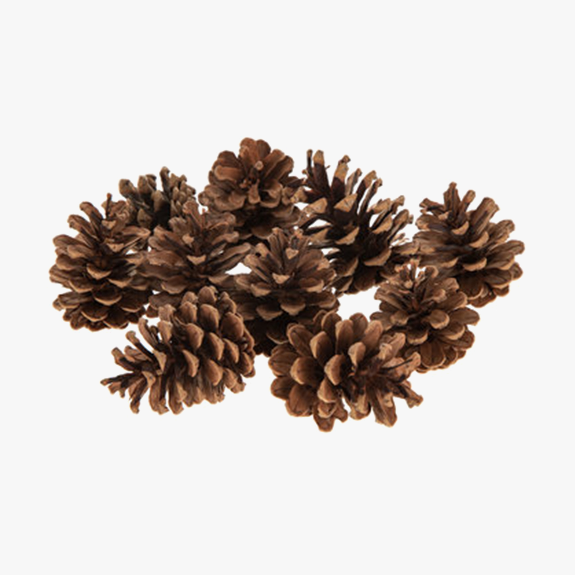 Natural Large Pine Cones 10pc/bag