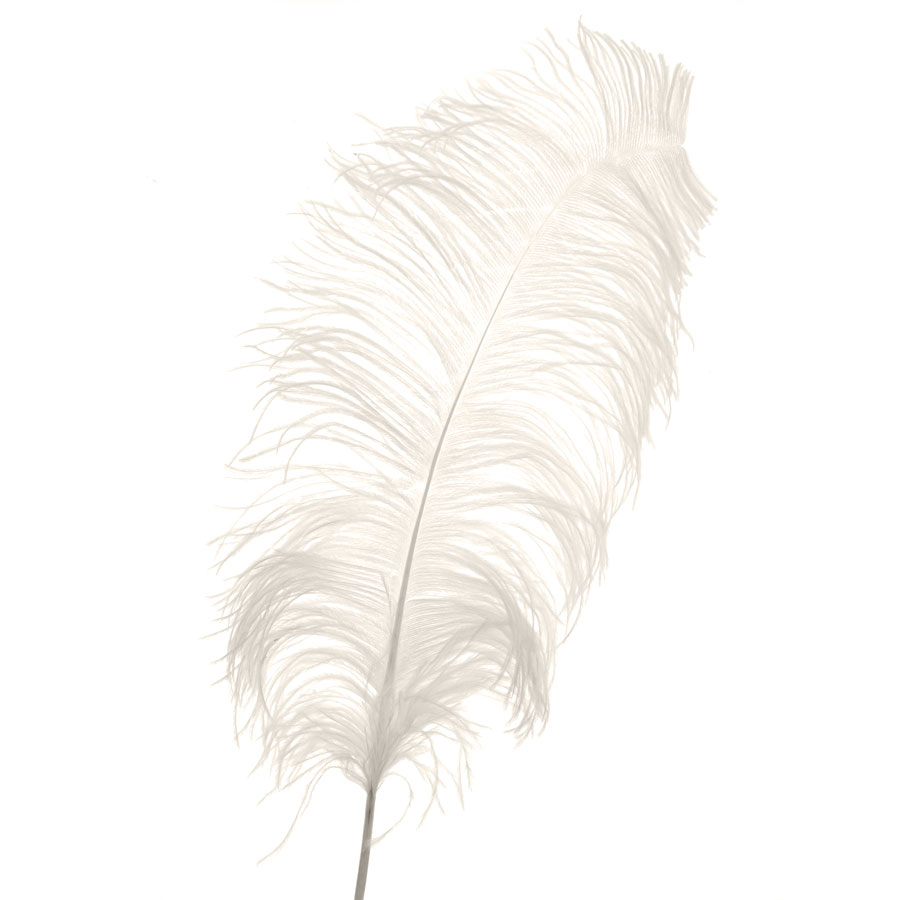 Ostrich Feather 22" - Ivory