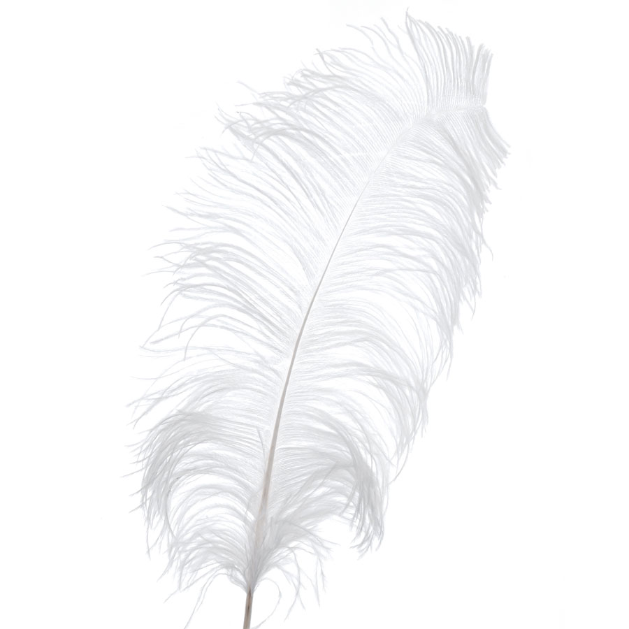 Ostrich Feather 22" - White