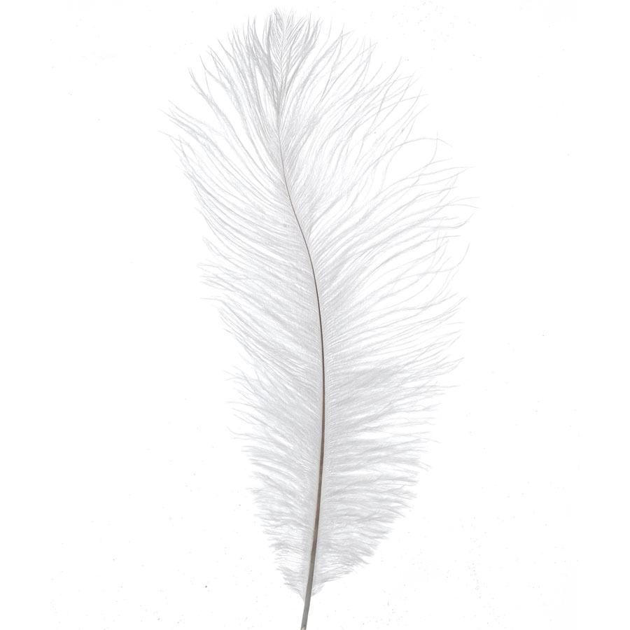 Ostrich Feather 13"-15"