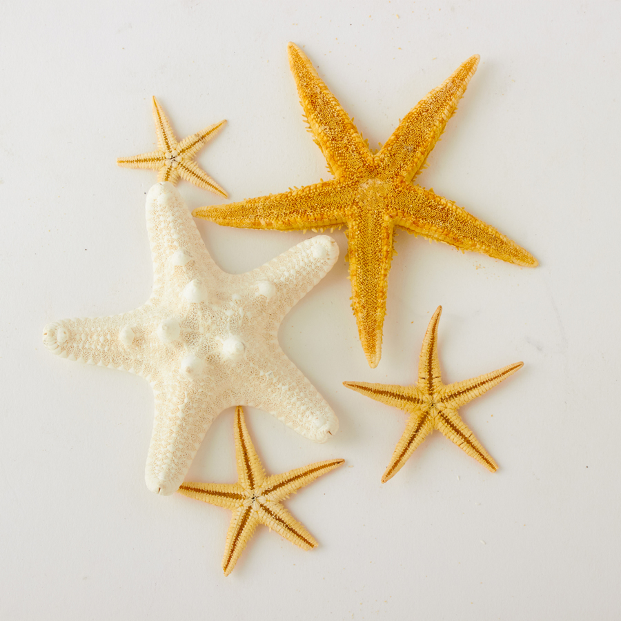 Assorted Dried Starfish 5pc/bag