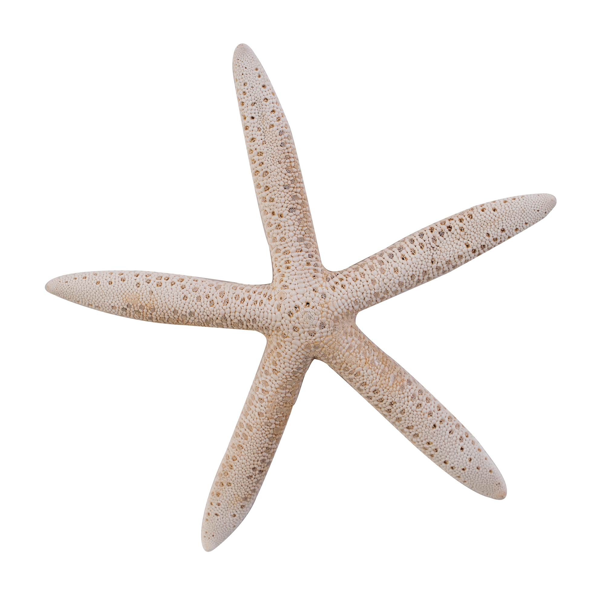 Dried White Finger Starfish 6pc/bag
